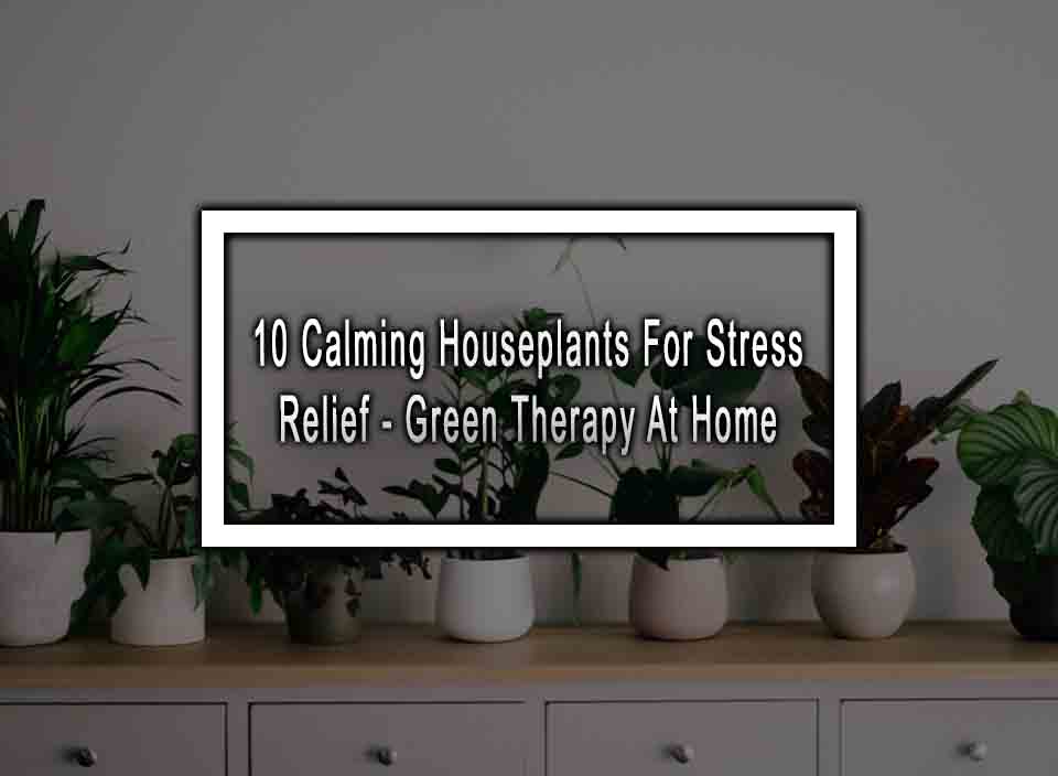 10 Calming Houseplants For Stress Relief - Green Therapy At Home