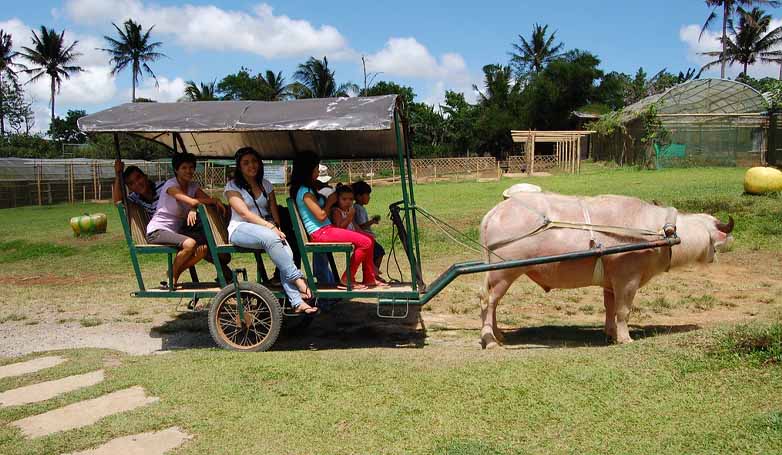 A family on an albino-carabao ride