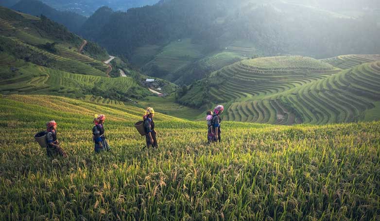 Four indigenous Ifugao farmers in the Cordillera rice terraces of the Philippine