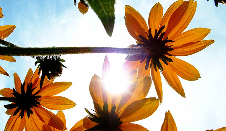a photo of sunflower under the sun